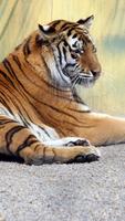 Tiger Wallpaper imagem de tela 1