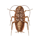 Cockroach Screenmate Zeichen