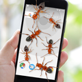 Ants on Screen Prank