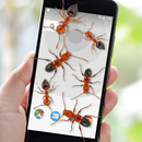 Ants on Screen Prank APK
