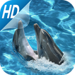 Cute dolphin Live Wallpapers