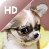 Cute Puppy Live Wallpaper HD icône