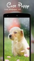 Cute Puppy Live Wallpaper HD โปสเตอร์