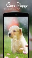 Cute Puppy Live Wallpaper HD پوسٹر