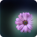 Flower Wallpapers - Colorful Flowers in HD & 4K APK