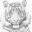 Wild Tiger Line Drawing Wallpapers icon