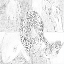 Line Drawing Wild Animals Wallpapers app APK