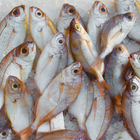 Sea food Recipes biểu tượng