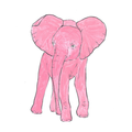 Dita Elefant