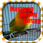 Masteran Burung Tarung أيقونة