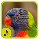 Sound Bird Ringtone APK