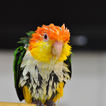 Funny Wet Parrot at rain WP