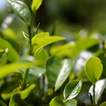 Зеленые чайные листья в дождь