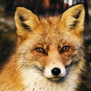 fond d'écran live red fox APK