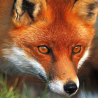 red fox live wallpaper ไอคอน