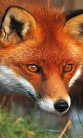 red fox live wallpaper پوسٹر