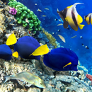 Poissons De Mer Rouge LWP APK