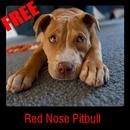 Red Nose Pitbull APK