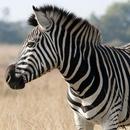 Zebras wallpapers APK
