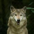 Wolves wallpapers