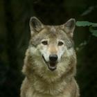 Fonds d'écran loups icône