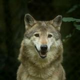 Wolves wallpapers APK