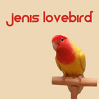 Jenis LoveBird icône