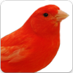 Red Factor Canary Song : Red Factor Canary Sounds