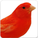 Red Factor Canary Song : Red Factor Canary Sounds APK