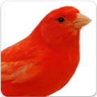 Red Factor Canary Song : Red Factor Canary Sounds icon