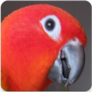 Red Factor Sun Conure Sounds : Red Sun Conure Song APK