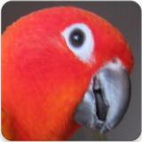 Red Factor Sun Conure Sounds biểu tượng