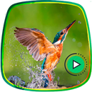Bird Sounds APK