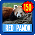 Red Panda Wallpaper Complete Zeichen