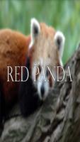 Red Panda Wallpaper Complete Plakat
