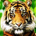 Animal Sounds,Wallpapers HD