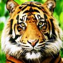 Animal Sounds,Wallpapers HD APK