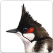 Red Whiskered Bulbul Song : Whiskered Bulbul Bird
