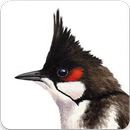 Red Whiskered Bulbul Song : Whiskered Bulbul Bird APK