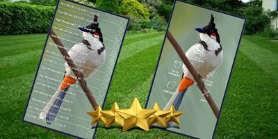 Red-Whiskered Bulbul Bird Sound : Bulbul Song imagem de tela 1