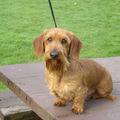 Miniature Dachshund Jigsaw