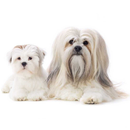 Lhasa Apso Dogs Jigsaw Puzzles APK
