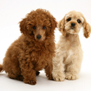 Toy Poodle Dogs Jigsaw Puzzles APK