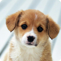 Puppy wallpaper