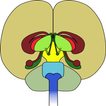 cerebral cortex