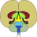 Anatomy of the midbrain APK