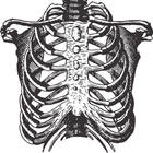 Anatomy and morphology icon