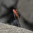 Ethology APK