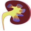 urinary system symptoms