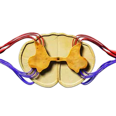 Reflex Arc 3D